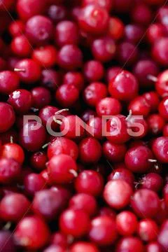 Cranberries (Full Frame)