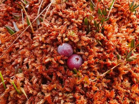 Cranberries grow in a swamp Stock Photos