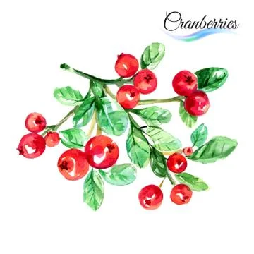Cranberries Stock Illustration
