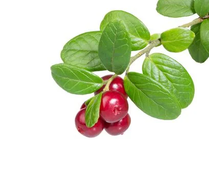 Cranberries isolated on white. Stock Photos