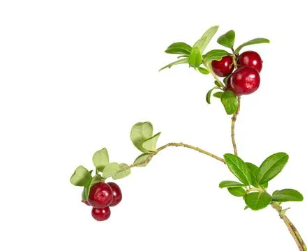 Cranberries isolated on white. Stock Photos