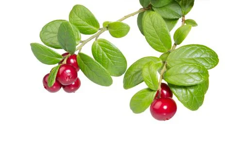 Cranberries isolated on white. Stock Photos