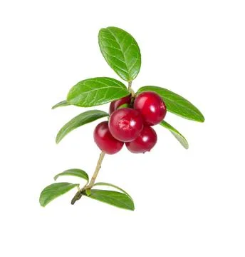 Cranberries isolated on white. Stock Photos