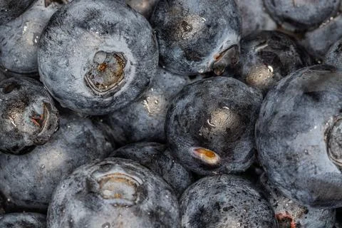 Cranberries macro close up shot Stock Photos