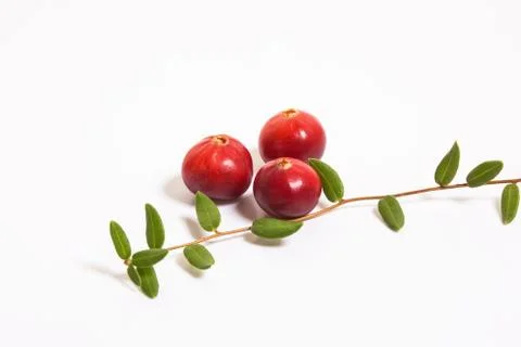 Cranberries macro on white background. Stock Photos