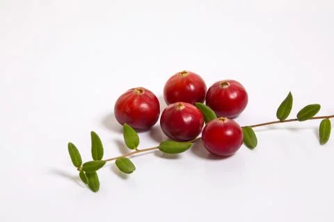 Cranberries macro on white background. Stock Photos
