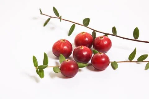 Cranberries macro on white background. Stock Photos