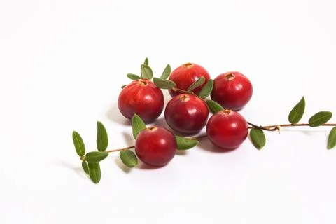 Cranberries macro on white background. Stock Photos
