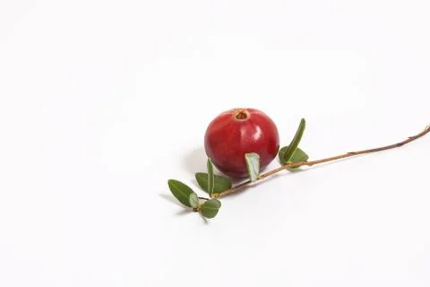 Cranberries macro on white background. Stock Photos