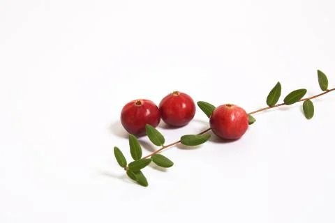 Cranberries macro on white background. Foto stock