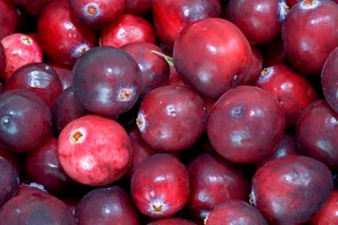 Cranberries Stock Photos