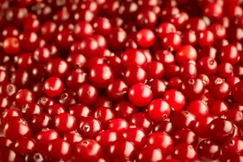 Cranberries Stock Photos