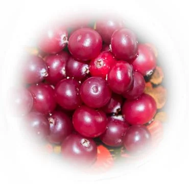 Cranberries Stock Photos