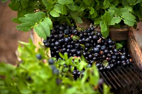 Cranberries Stock Photos
