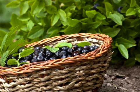 Cranberries Stock Photos