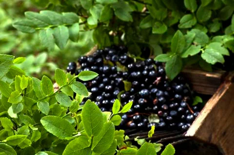 Cranberries Stock Photos