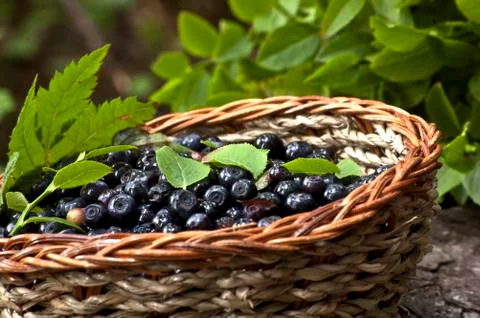 Cranberries Stock Photos
