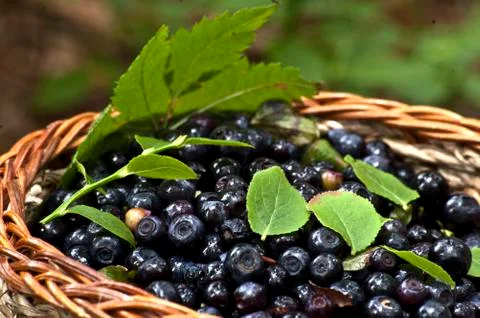 Cranberries Stock Photos