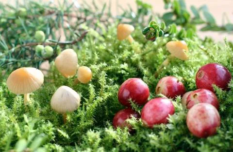 Cranberries Stock Photos