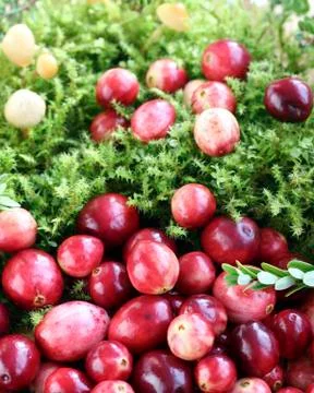 Cranberries Stock Photos