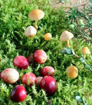 Cranberries Stock Photos