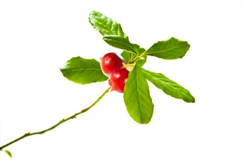 Cranberries Stock Photos