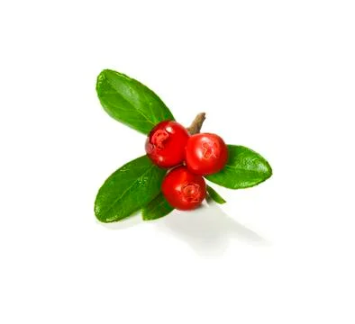 Cranberries Stock Photos