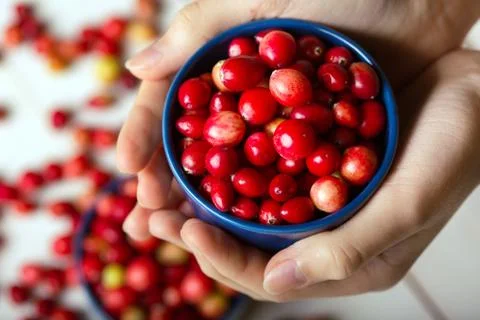 Cranberries Stock Photos