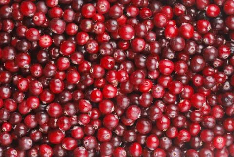 Cranberries Foto stock