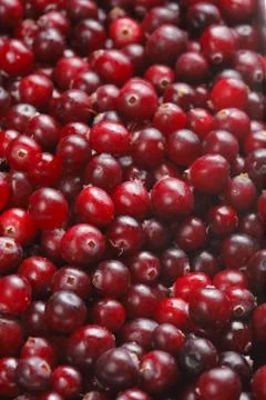 Cranberries Stock-Fotos