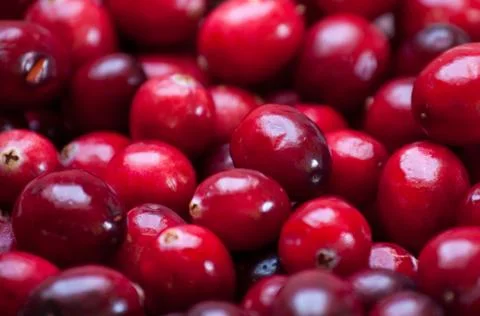 Cranberries Stock Photos