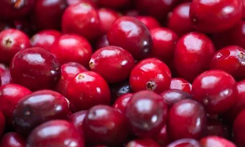 Cranberries Stock Photos