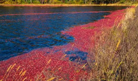 Cranberries Foto stock