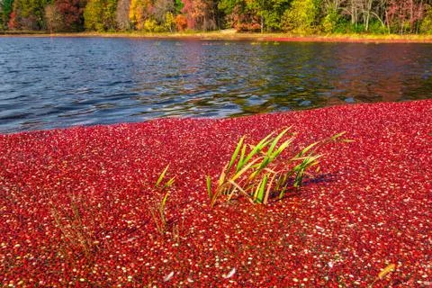 Cranberries Foto stock