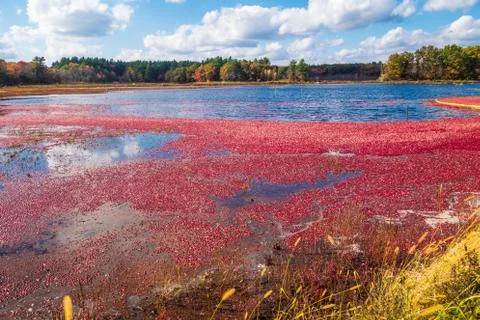 Cranberries Foto stock