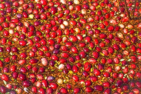 Cranberries Foto stock