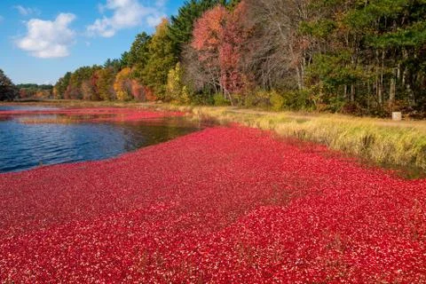 Cranberries Foto stock