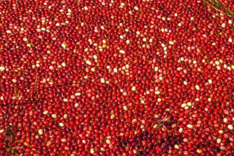 Cranberries Foto stock