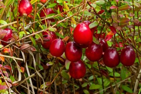 Cranberries on plant, close-up Stock Photos