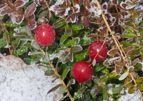Cranberries in snow Stock Photos