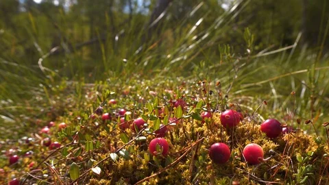 Cranberries in the swamp Stock Footage 115413546