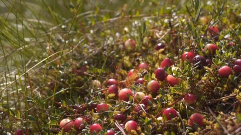 Cranberries on a swamp in the woods Stock Footage