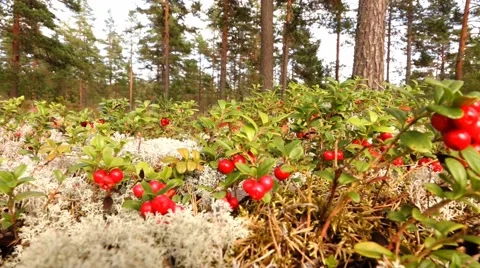 Cranberries in swedish forest Stock Footage 67543450