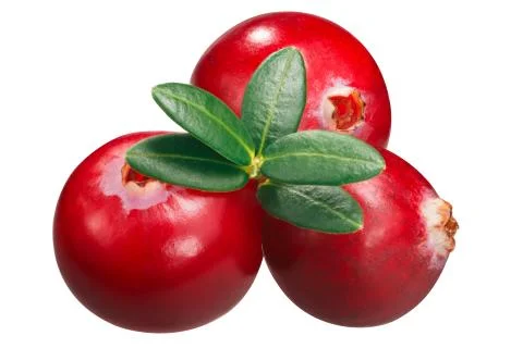 Cranberries v. oxycoccus, paths Stock Photos