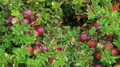 Cranberries + zoom out shrub Oxycoccus macrocarpos Video stock 46068239