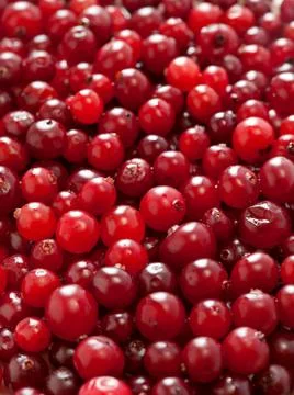 Cranberry background Stock Photos