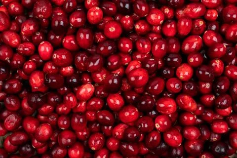 Cranberry background Stock Photos