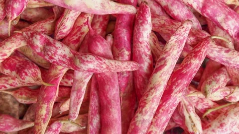 Cranberry Beans Stock Footage 141805366