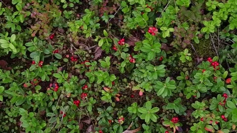 Cranberry berry in the forest Stock Footage 160168211