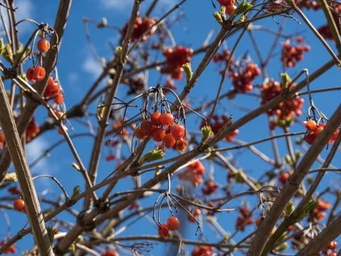 Cranberry berry tree on the background of the sky Sochi Stock Photos